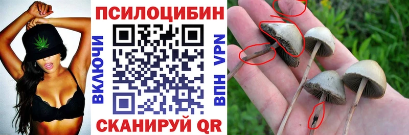Псилоцибиновые грибы мицелий Куса